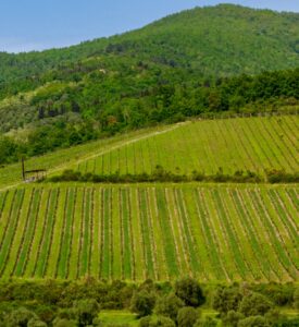 Fattoria Casalbosco Pistoia - il vigneto